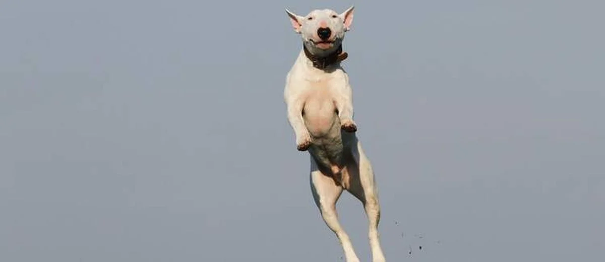 Hond springt tegen mensen op