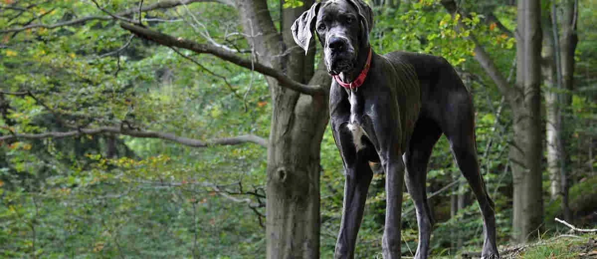 Duitse Dog