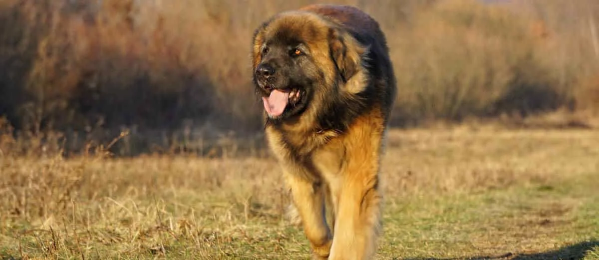 Leonberger