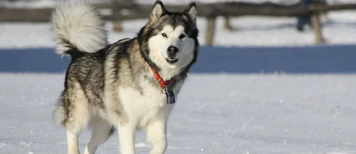 Alaskan Malamute