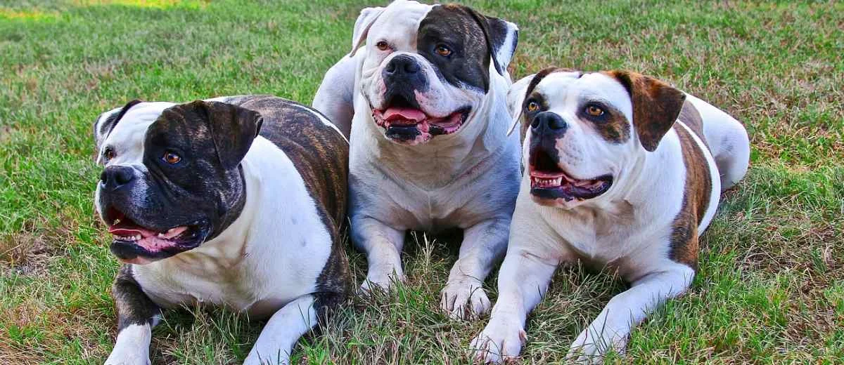 Amerikaanse Bulldog