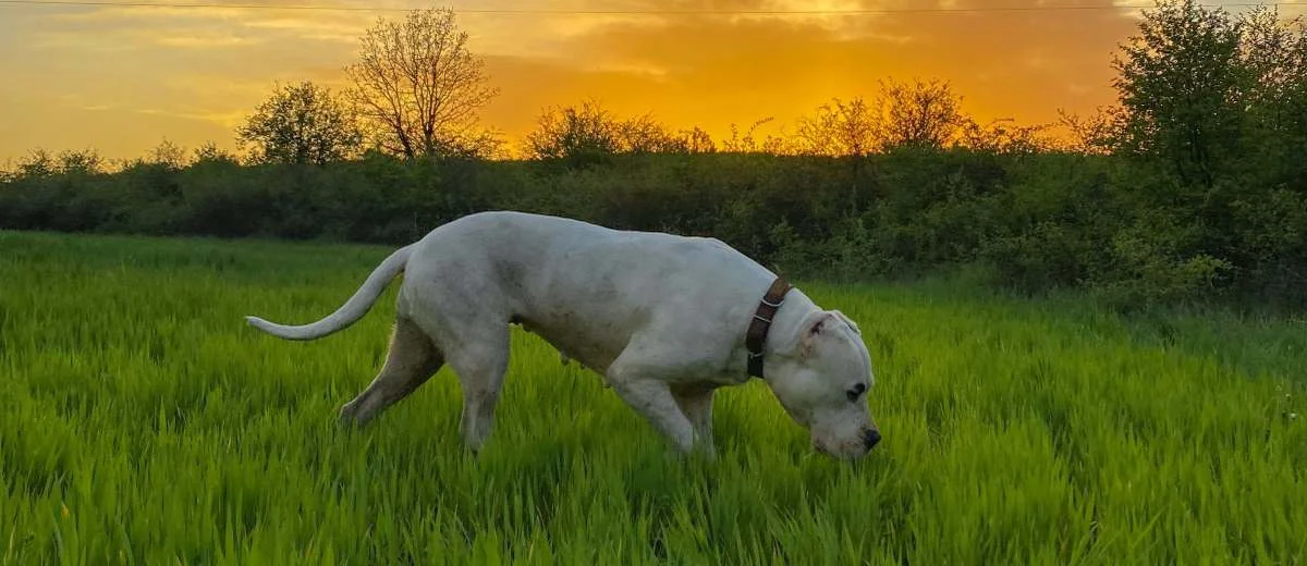 Argentijnse Dog