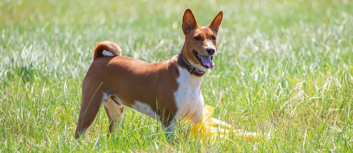 Basenji