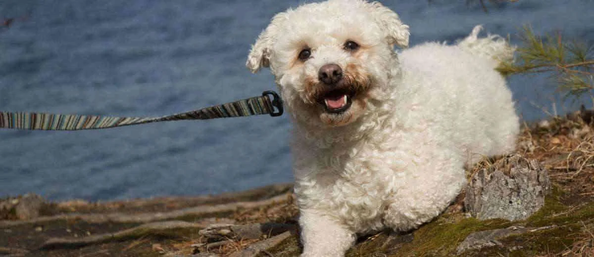De Bichon Frise: alles wat je wilt weten over dit ras.