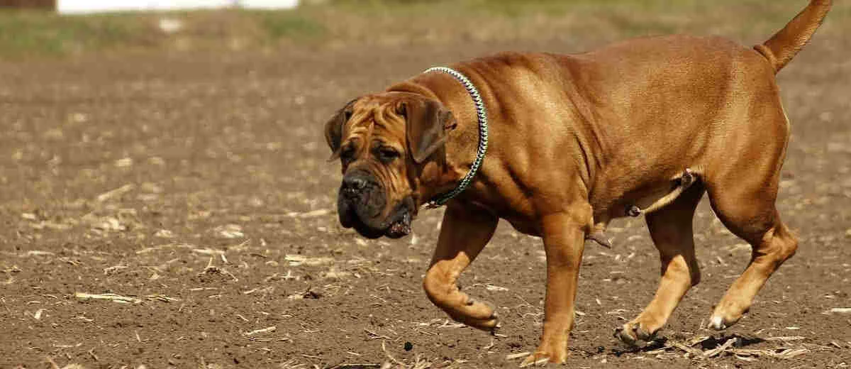 Boerboel