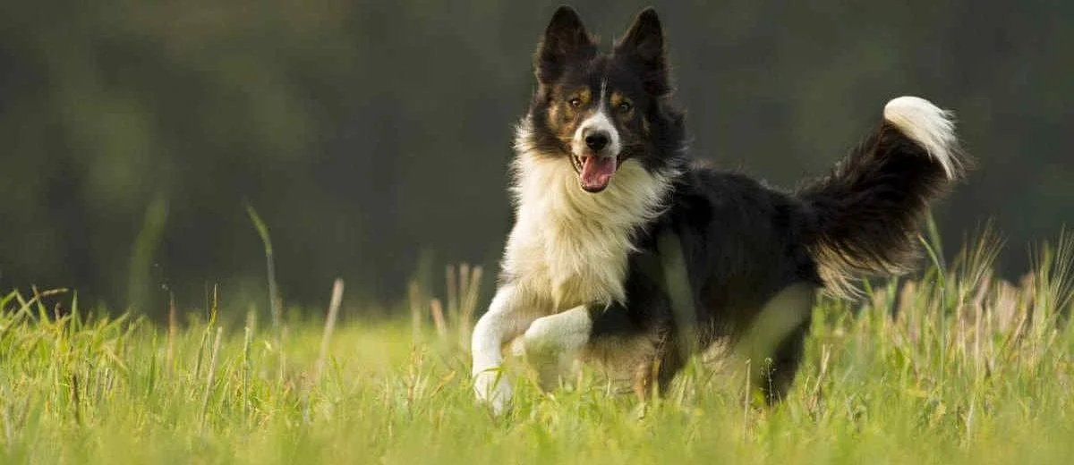 Border collie