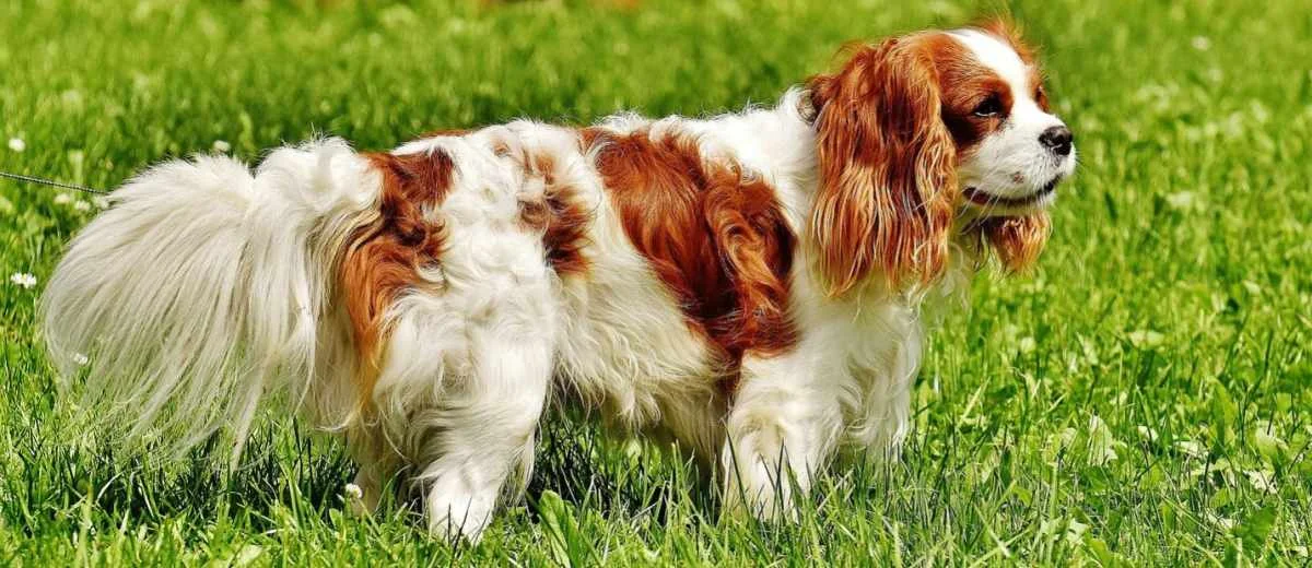 Cavalier King Charles Spaniel