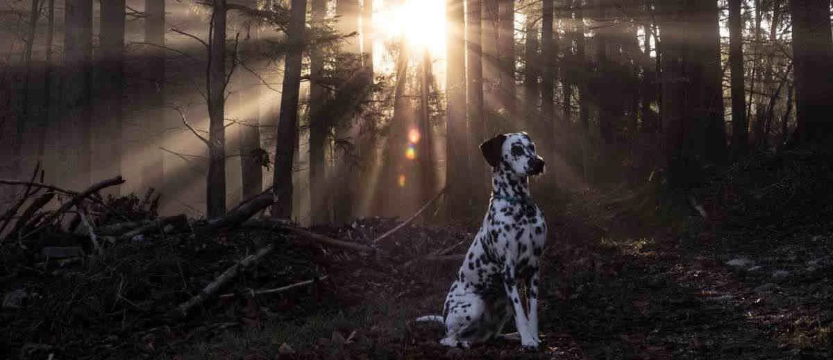 Dalmatische hond