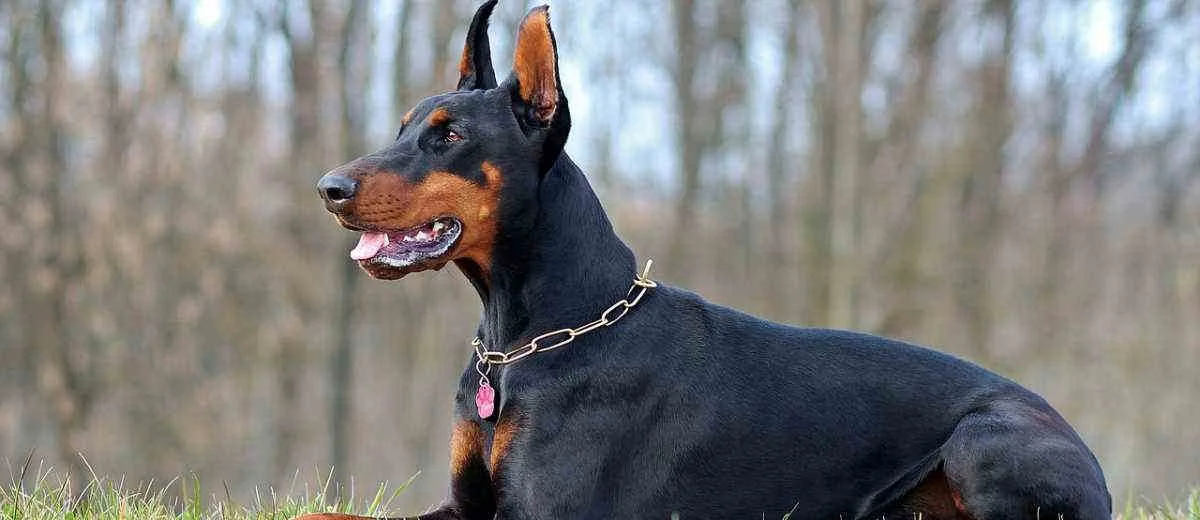 Dobermann