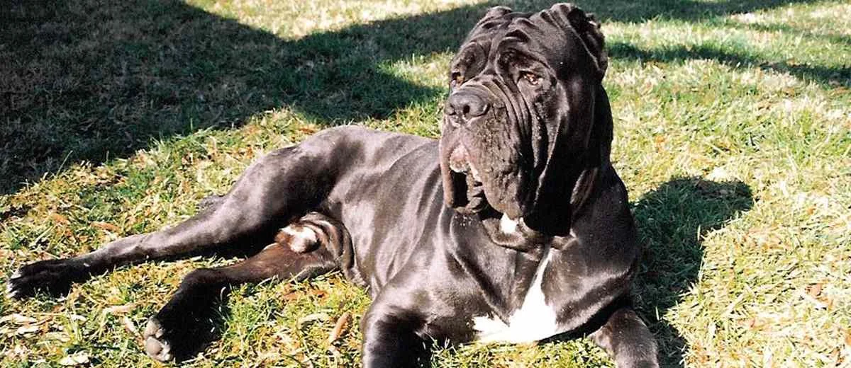 Mastino Napoletano