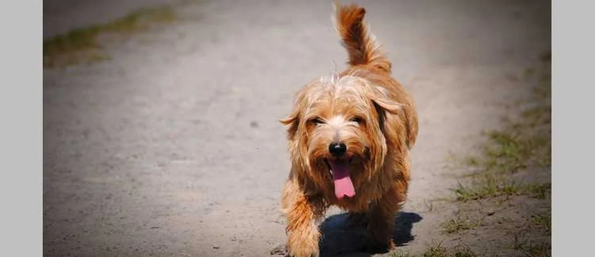 Alles wat je wilt weten over de Norfolk Terrier