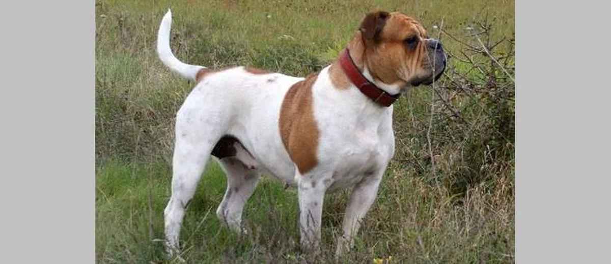 Olde English Bulldogge