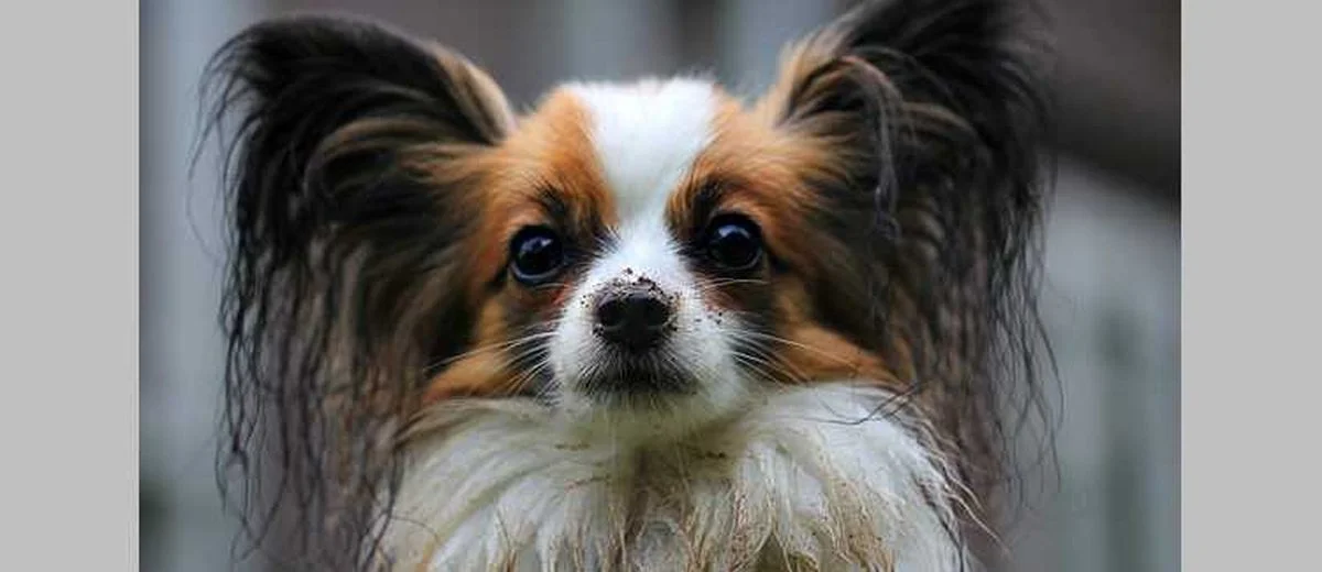 Papillon 