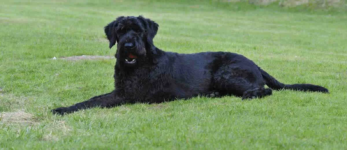 Giant Schnauzer