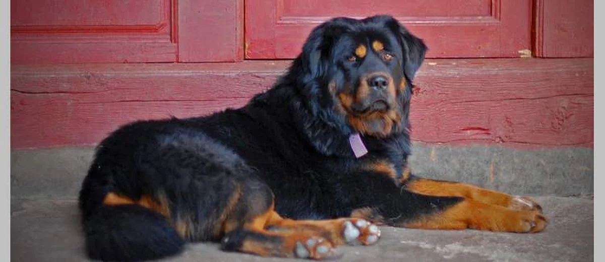 Tibetaanse Mastiff