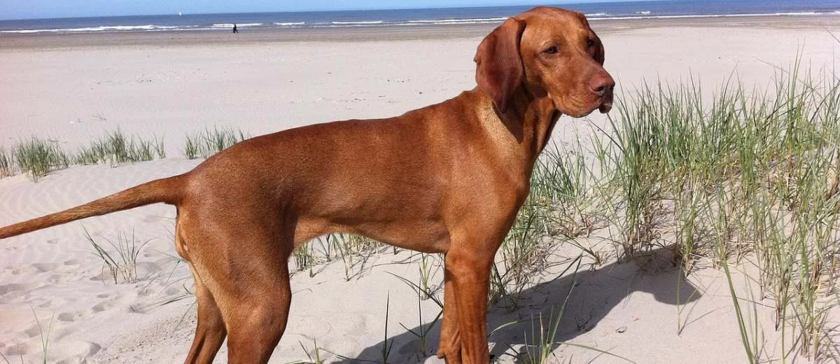 vizsla