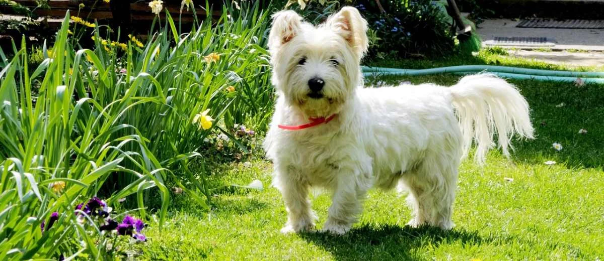 Alles wat je wilt weten over de West Highland White Terriër