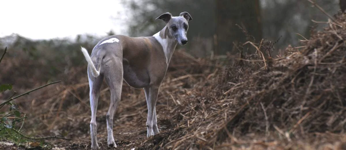 Whippet